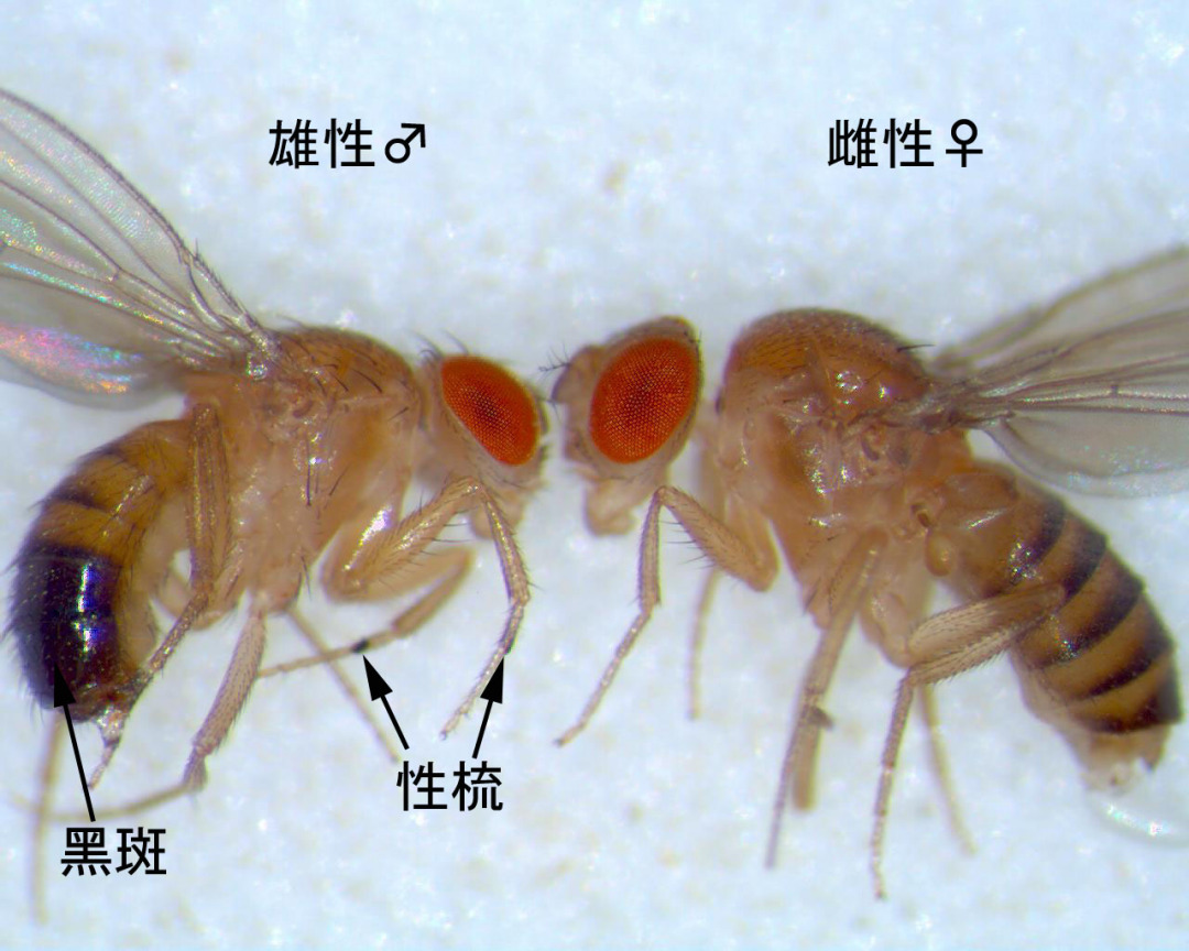 四川多地发现太阳鱼，专家表示：此鱼可吃，并不会大面积泛滥