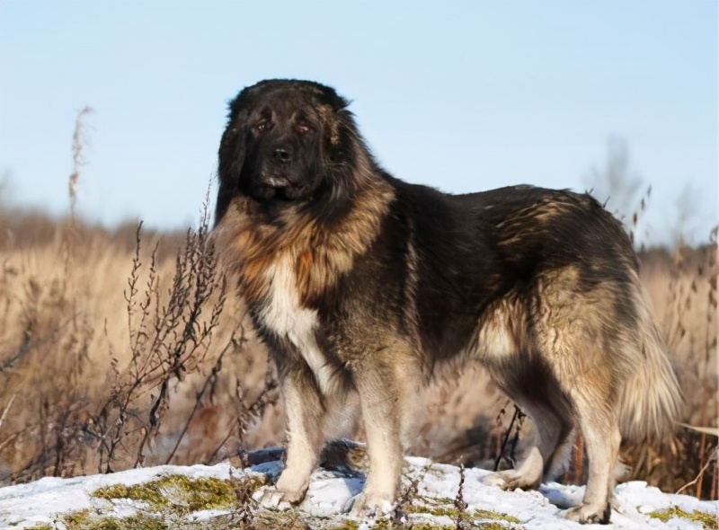 护卫犬有哪些品种排名，适合家养的七种护卫犬排行榜