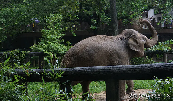 杭州人注意：春节假期去这些地方玩，要提前预约