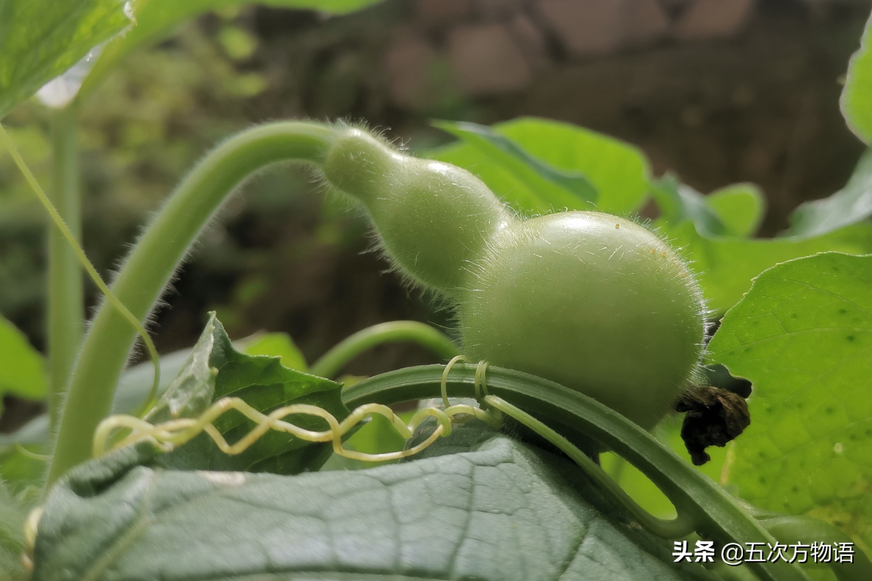 国产电动葫芦十大品牌排行榜及葫芦科植物全面解析