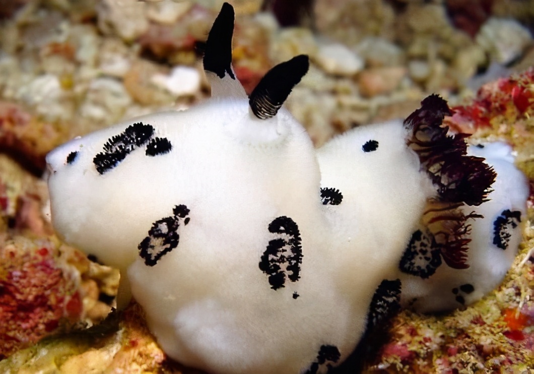 海蛞蝓产出的卵呈丝线状连在一起,有的长度达几