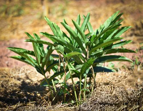 高良姜,见过吗?善于温散脾胃寒邪,止痛,止呕