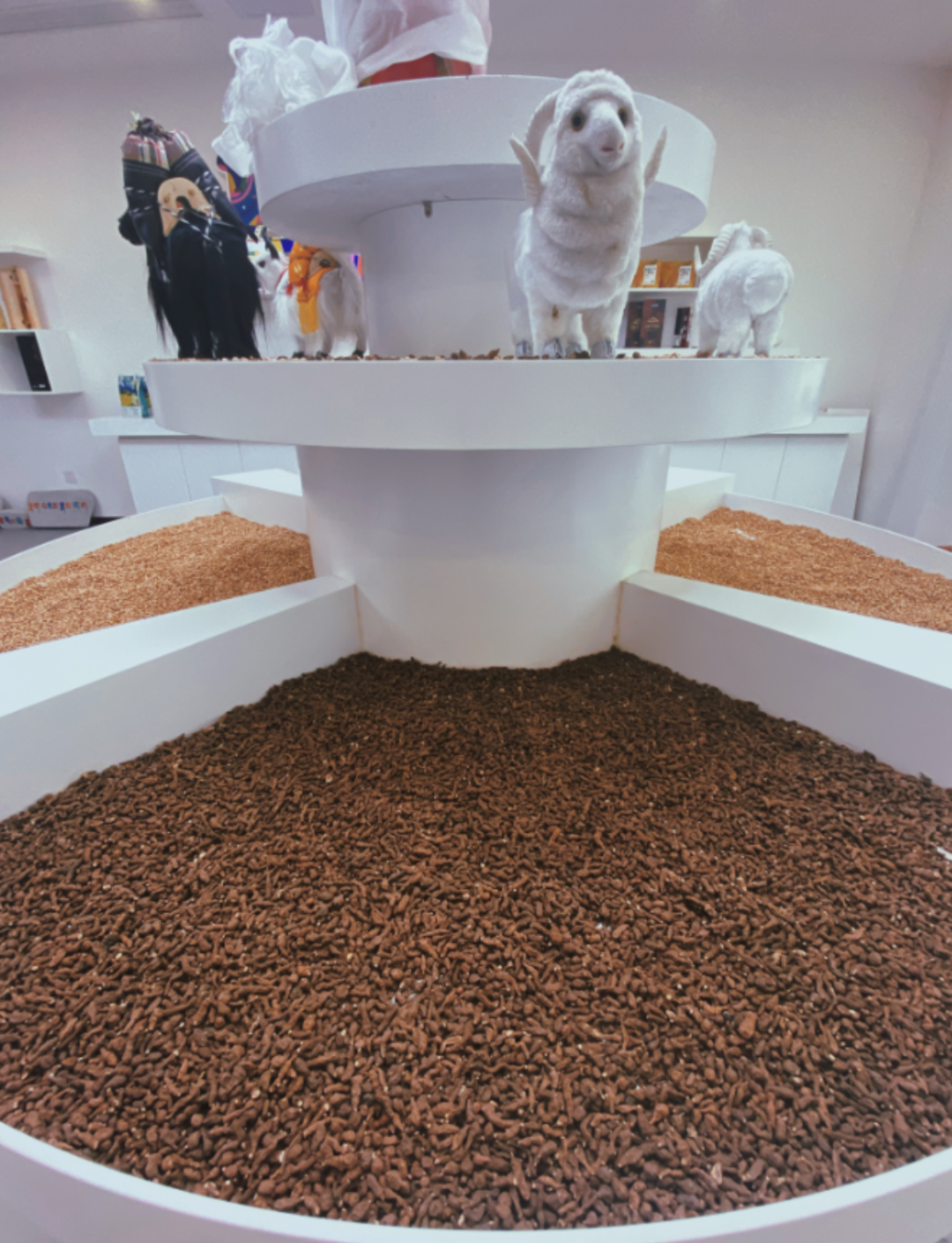 西藏人参果简介与常见做法——蕨麻