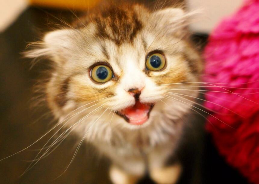 猫咪有这几种表现，赶紧给它驱虫，不然情况更糟