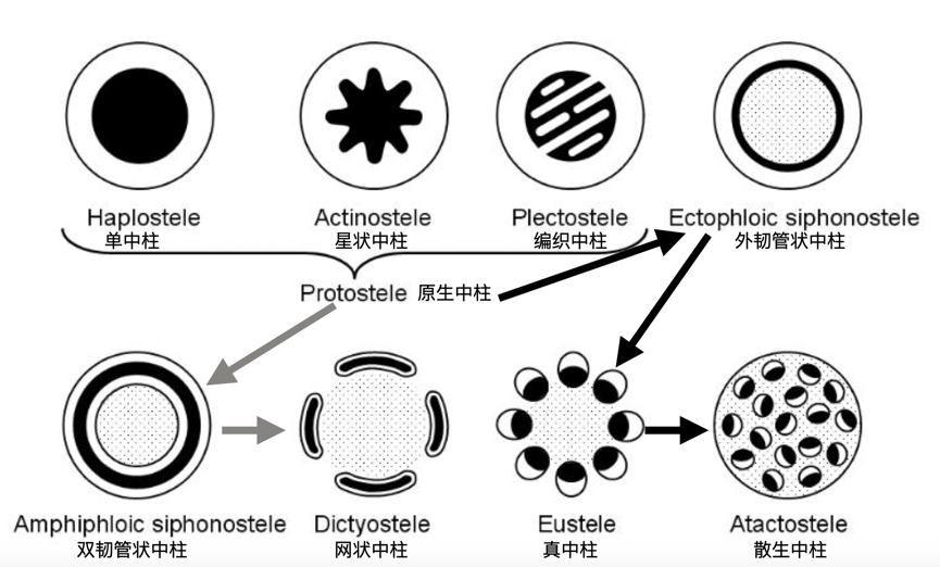 桫椤树的传说(桫椤：掐我叶子炒菜之前，能念对我的名字吗？)