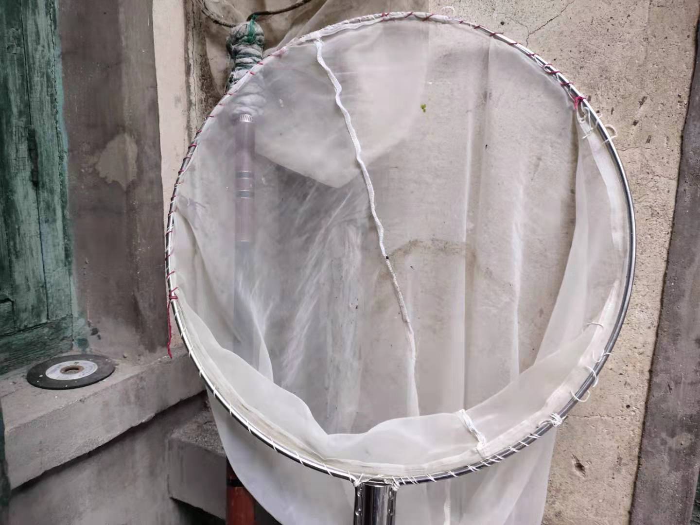 孔雀魚生小魚,孔雀魚生小魚要多久才能生完