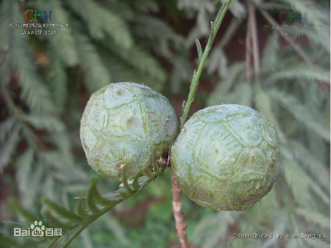 常见的10种裸子植物（生活中的裸子植物大盘点）