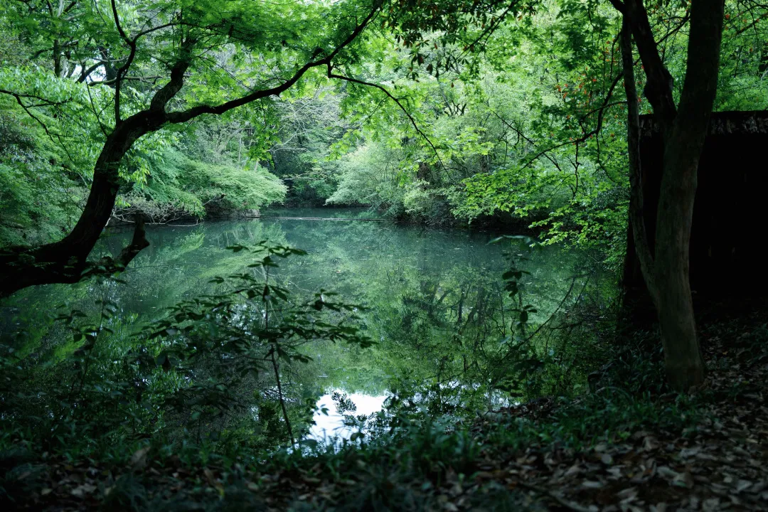 杭州终极拜佛攻略｜走这条路，一天解锁灵隐法喜7大宝藏寺庙