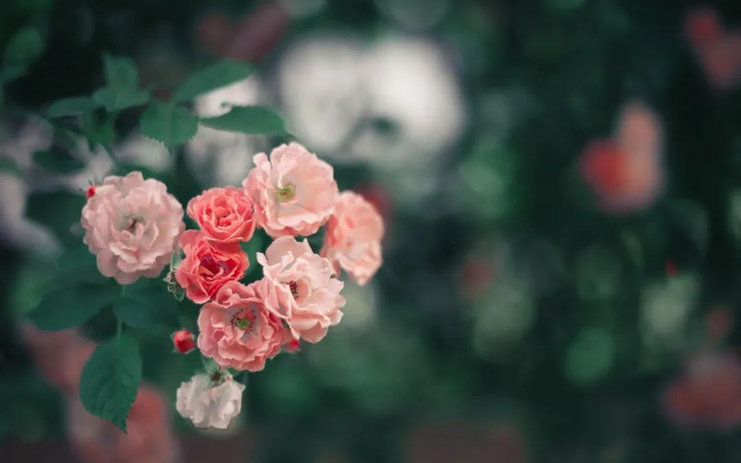 诗词鉴赏-又见蔷薇花开，十首蔷薇花的诗词，惊艳了整个朋友圈