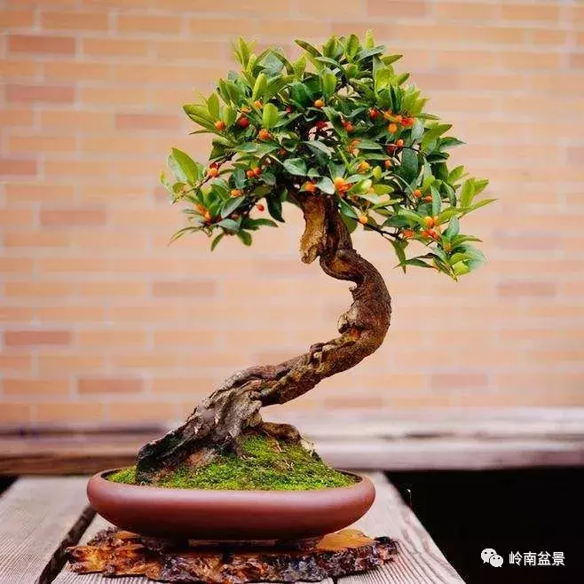 一组金豆盆景佳作欣赏,吉祥,迎喜