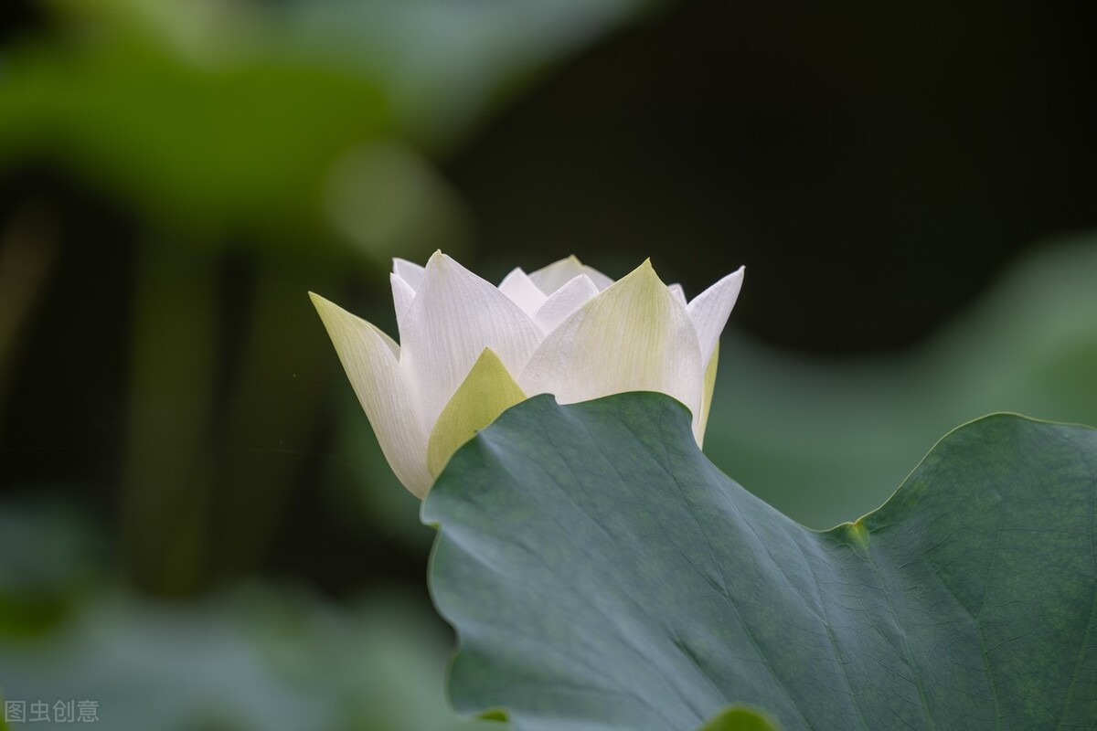 八月：流萤染夏，夏花灿烂，不亏待每一份热情，不讨好任何的冷漠