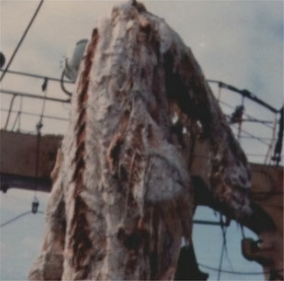 1977年，日本渔船捕捉一头海怪，却被船长丢入海中