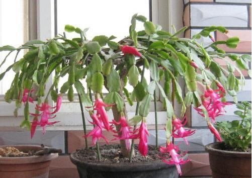 蟹爪兰的叶子发软？学会“2种”补救方法，30天叶片绿油油！