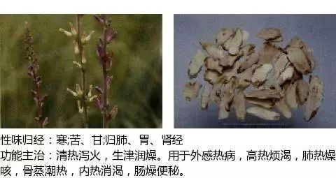 300个中草药图谱（附主治功效），知道一半就太牛了（上）