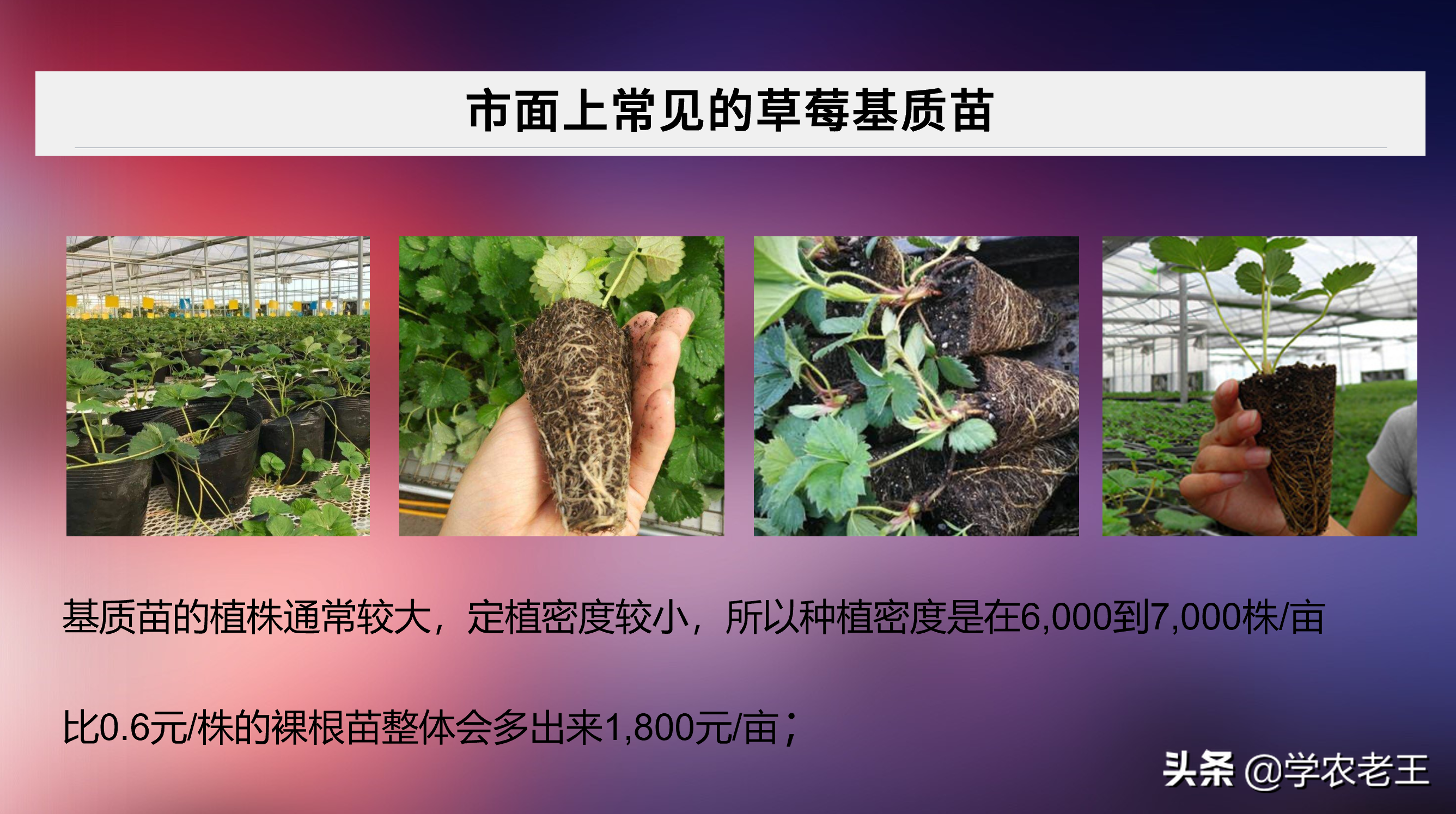 种植草莓购买基质苗？常说好苗七分收！划得来吗？一起来算算帐