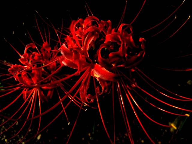 彼岸花丨伤心的离别,无尽的思念