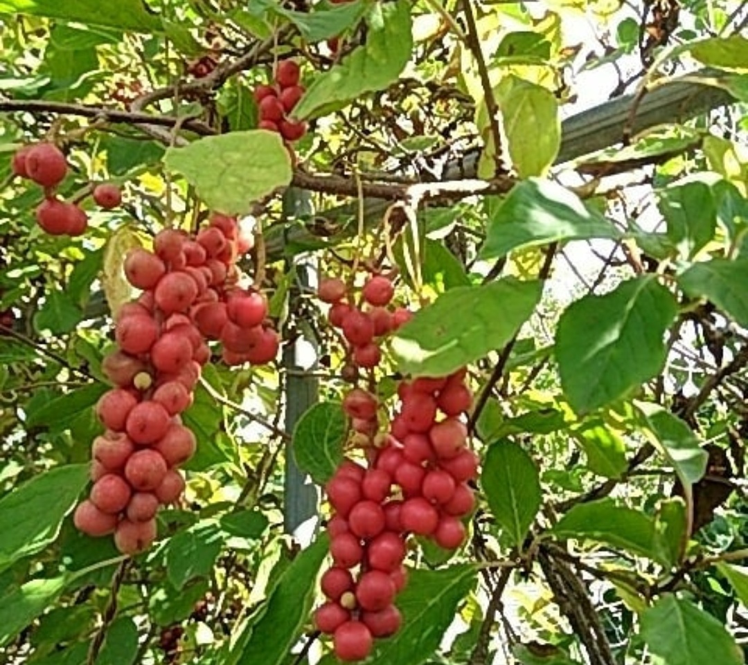 五味子樹圖片(秦嶺大山) - 赤虎壹號