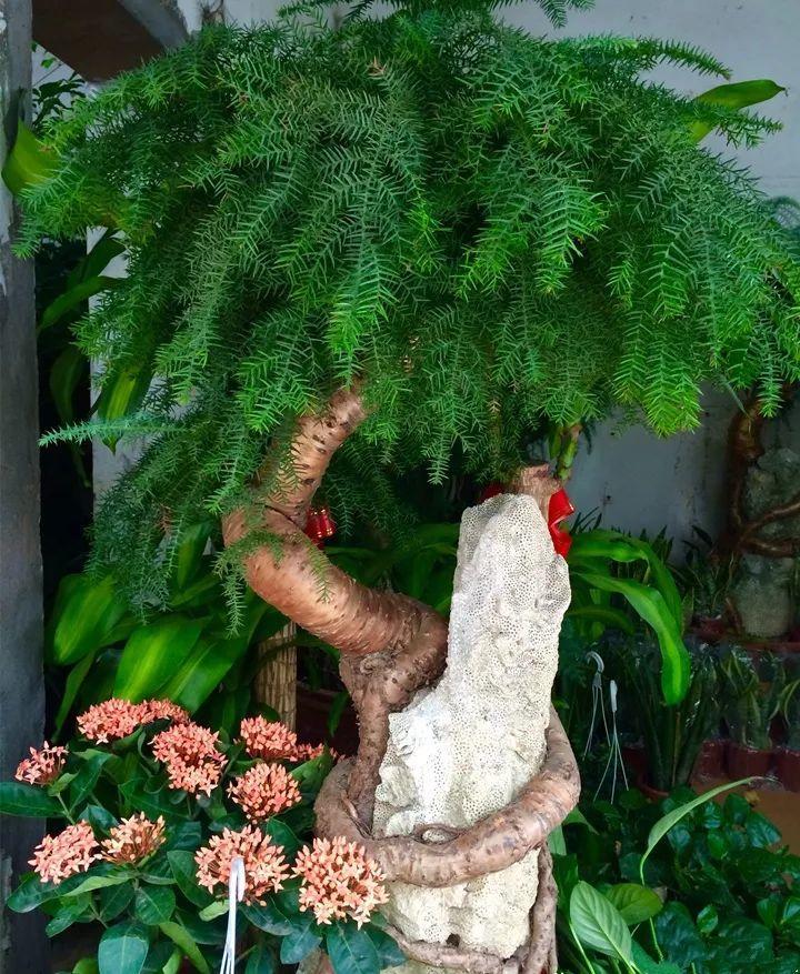 喜事送什么花（送花不送盆什么意思）