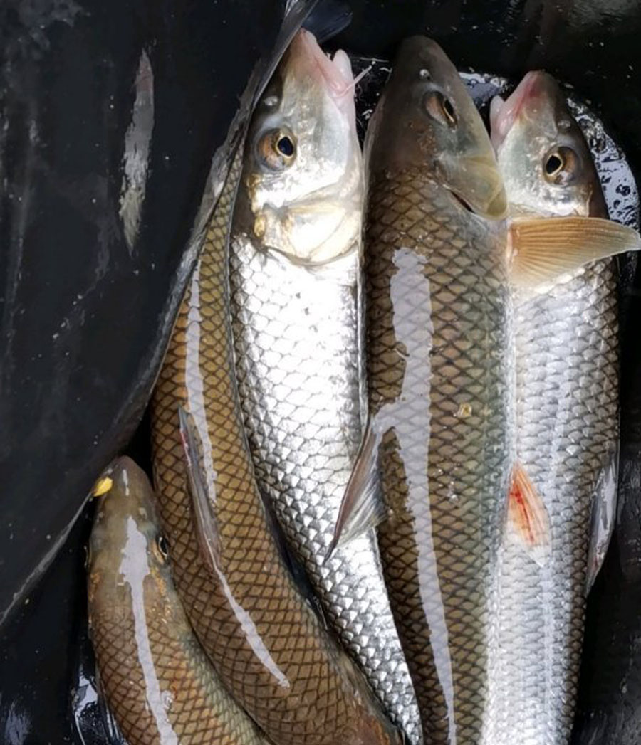 重唇鱼图片(它生活在山区激流中) - 赤虎壹号