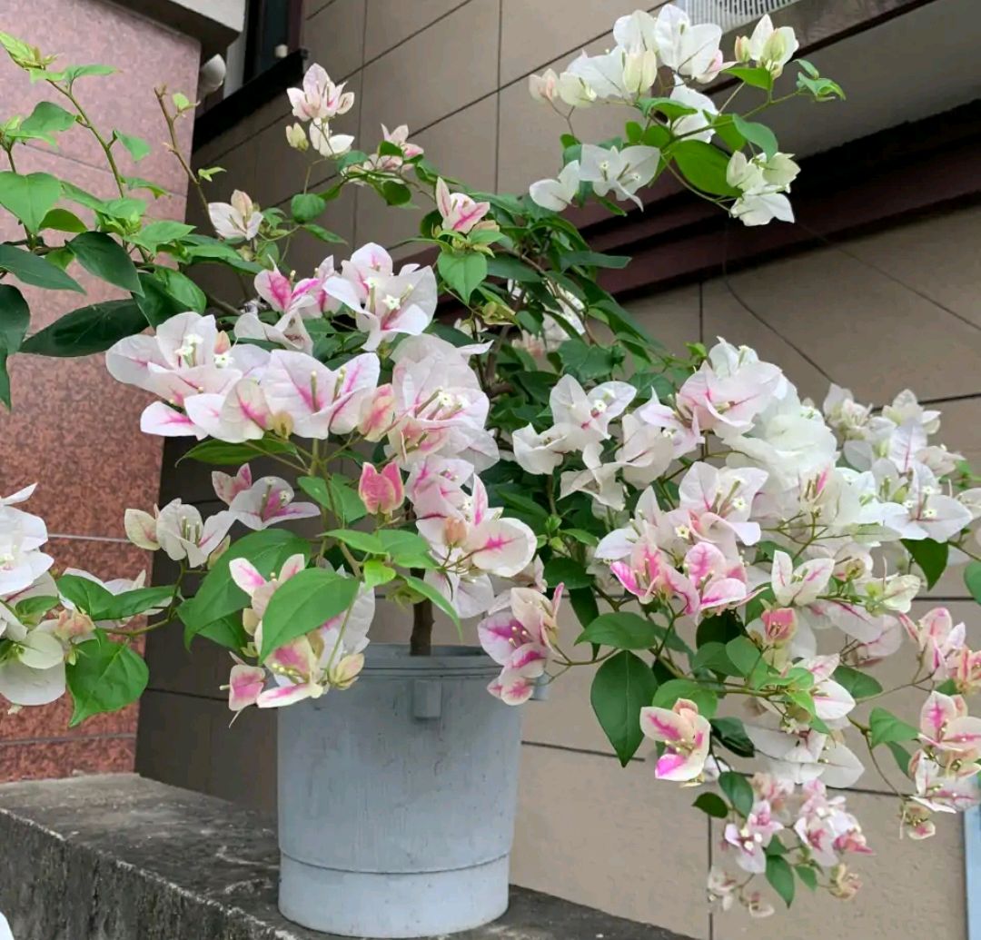 花卉绿植盆栽有什么推荐（100种室内盆栽花草图鉴）