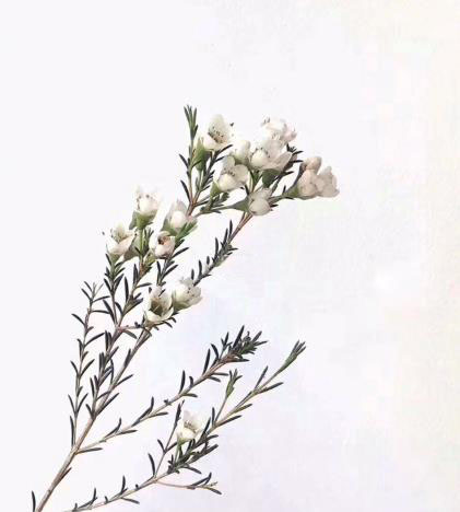 澳梅花语是什么怎么养护（爱情的忠贞不渝纯洁活泼）