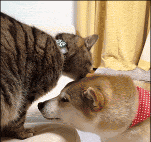 2020版最新法官、检察官表情大全！哈哈哈