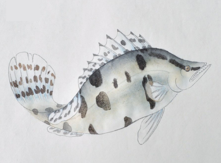 分步骤讲解工笔鳜鱼的基本画法及染色