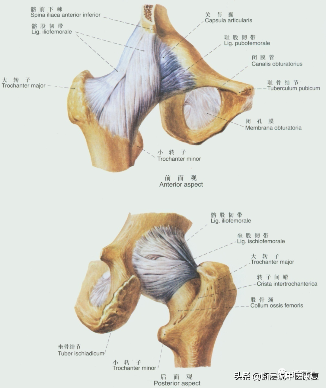牛髋骨解剖图图片