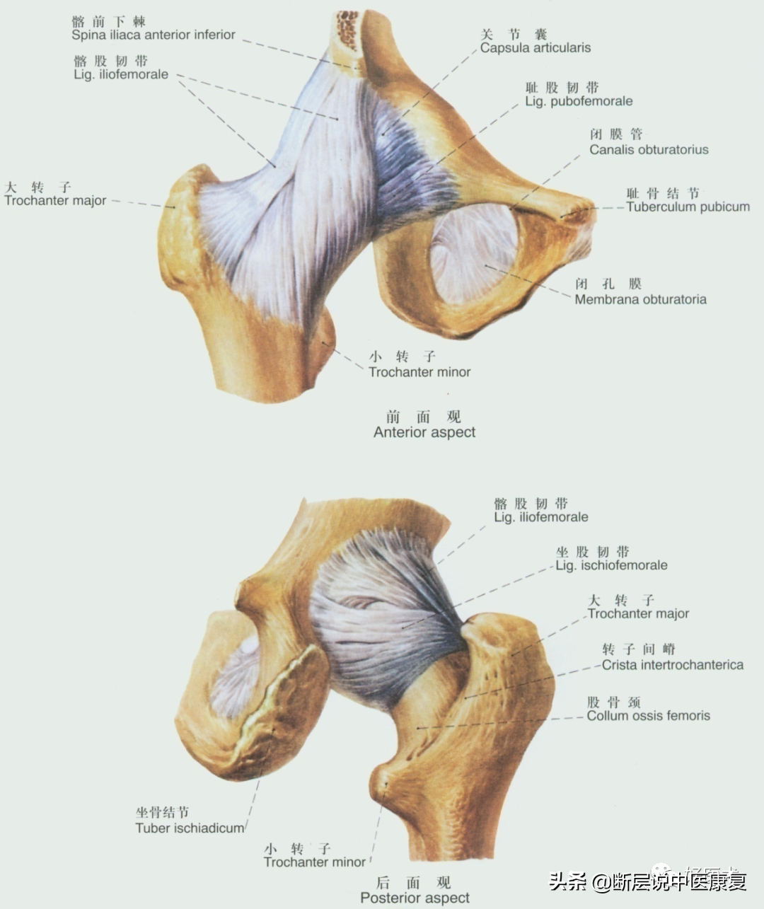 骨盆區域的韌帶,精細解剖,起止點全解析!(骨盆,髖關節篇)