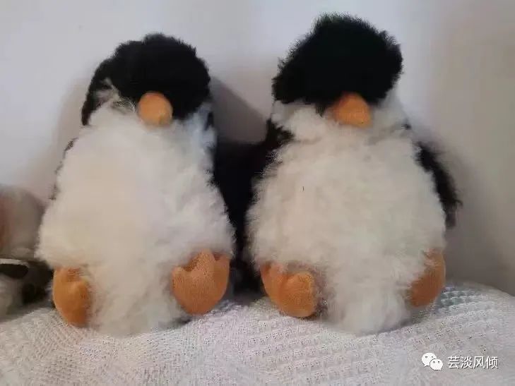 女主扮丑进入哥哥学校（社畜充电法宝）