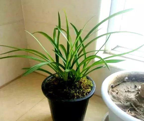 养杜鹃花关键在浇水上，学一招，省事还不用担心烂根！