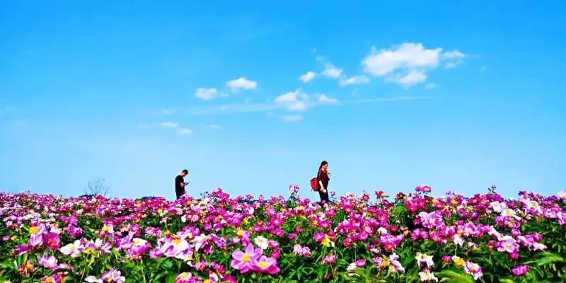 30000亩芍药花开！成都出发1.5h，免费赏花、徒步、游山…绝了