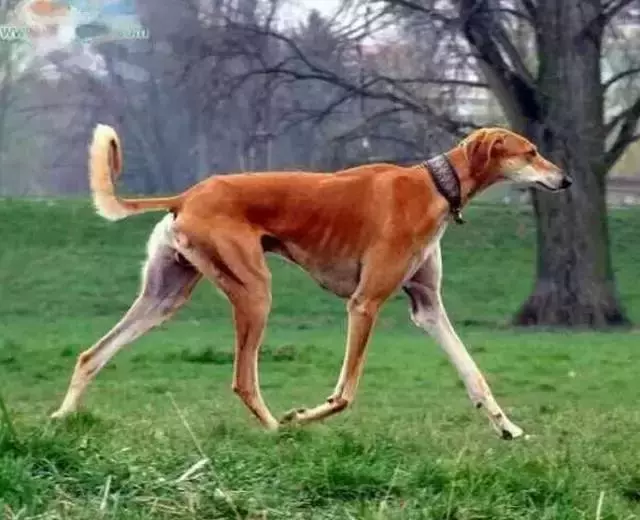 国外十种顶级猎犬，杜高才排第四，第一你想不到