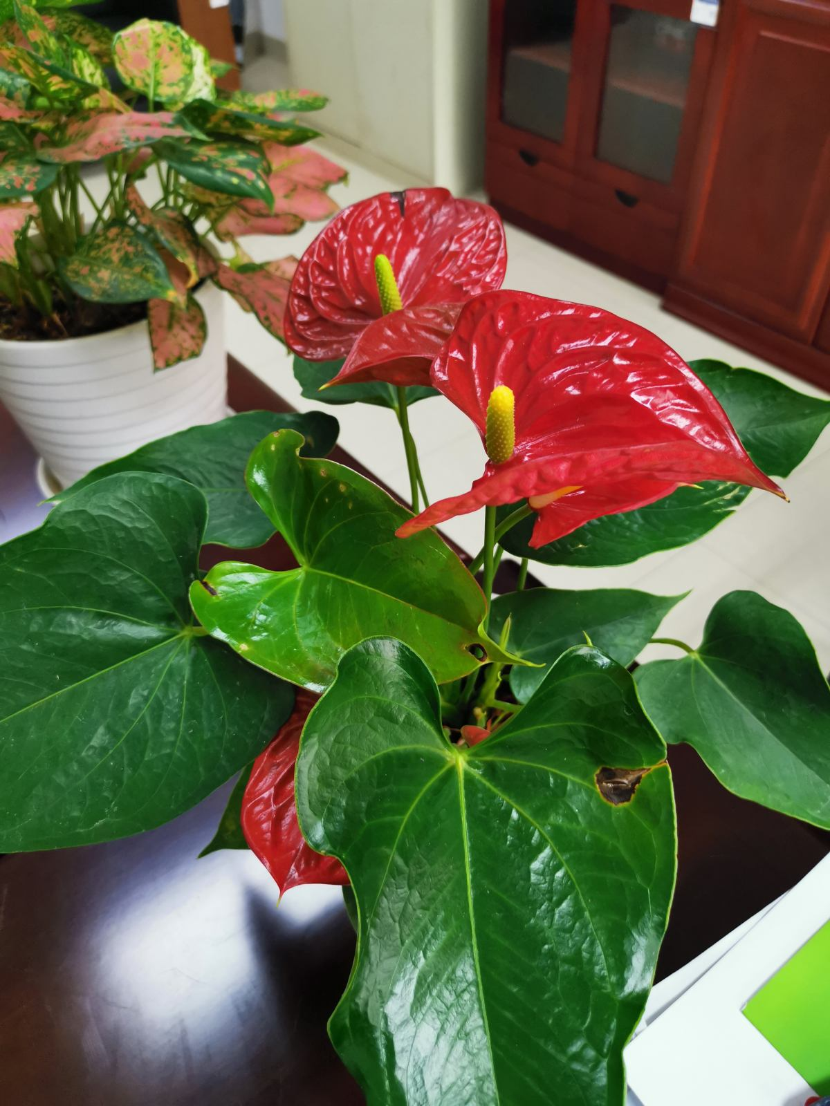 乔迁之喜应该送什么花最合适（乔迁送什么鲜花比较好）