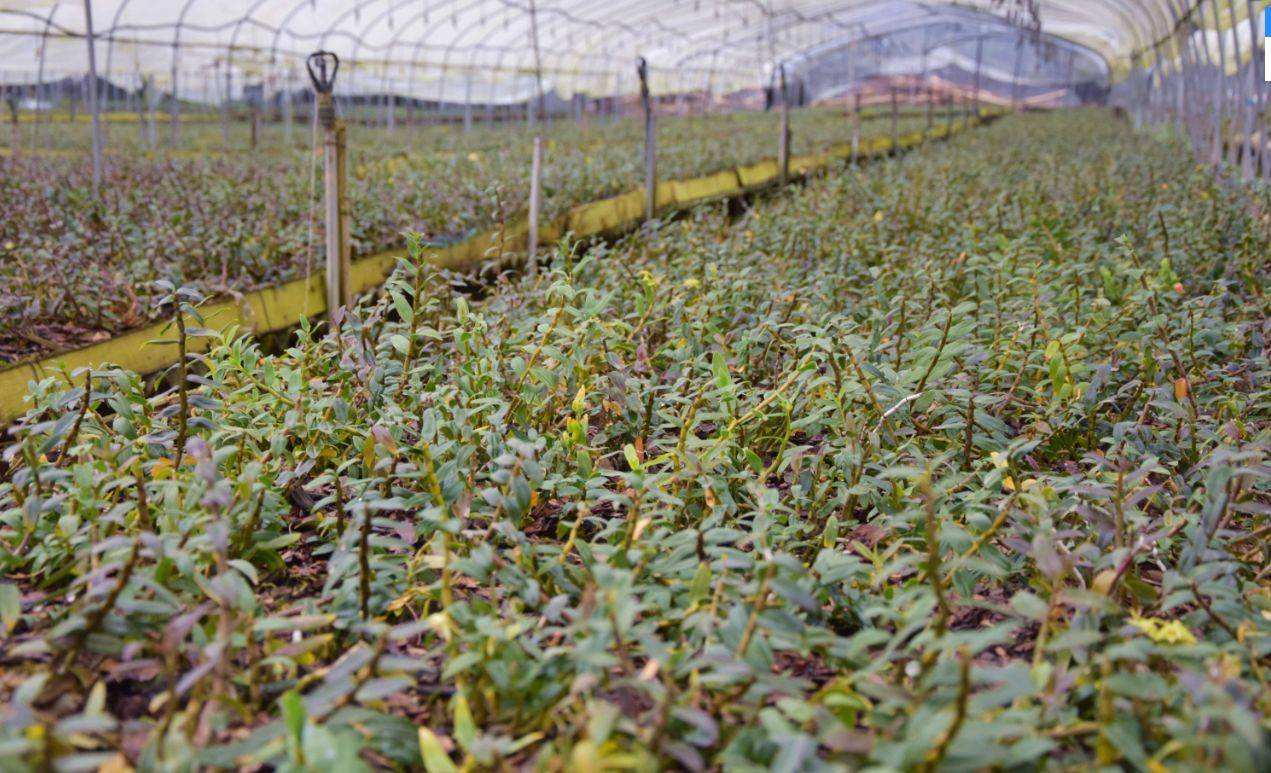 铁皮石斛怎么种,铁皮石斛种植方法,种殖户可以了解一下!