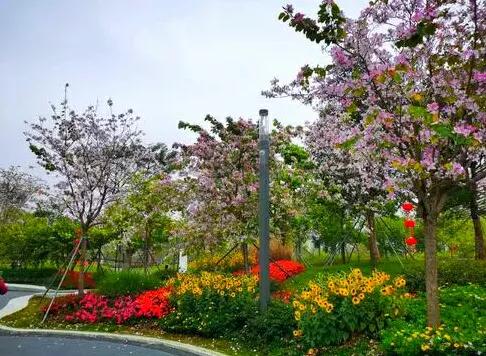 深圳10个免费特色花海公园，人少景美地铁直达，知道的人不多