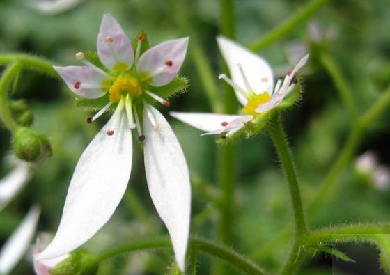 多肉小虎耳草怎么养详细介绍「干货」 -骁龙网