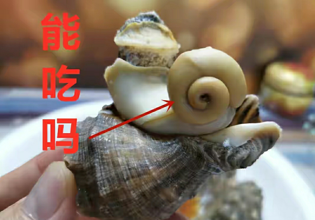 海螺哪里不能吃图解图片