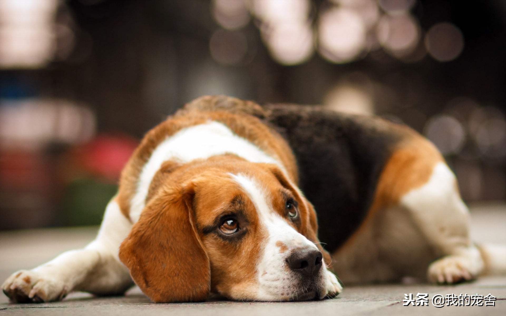 史努比原型是什么狗（比格犬就是史努比的原型）