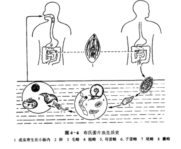 荸荠竟然不能生吃（荸荠为什么不能生吃） 7