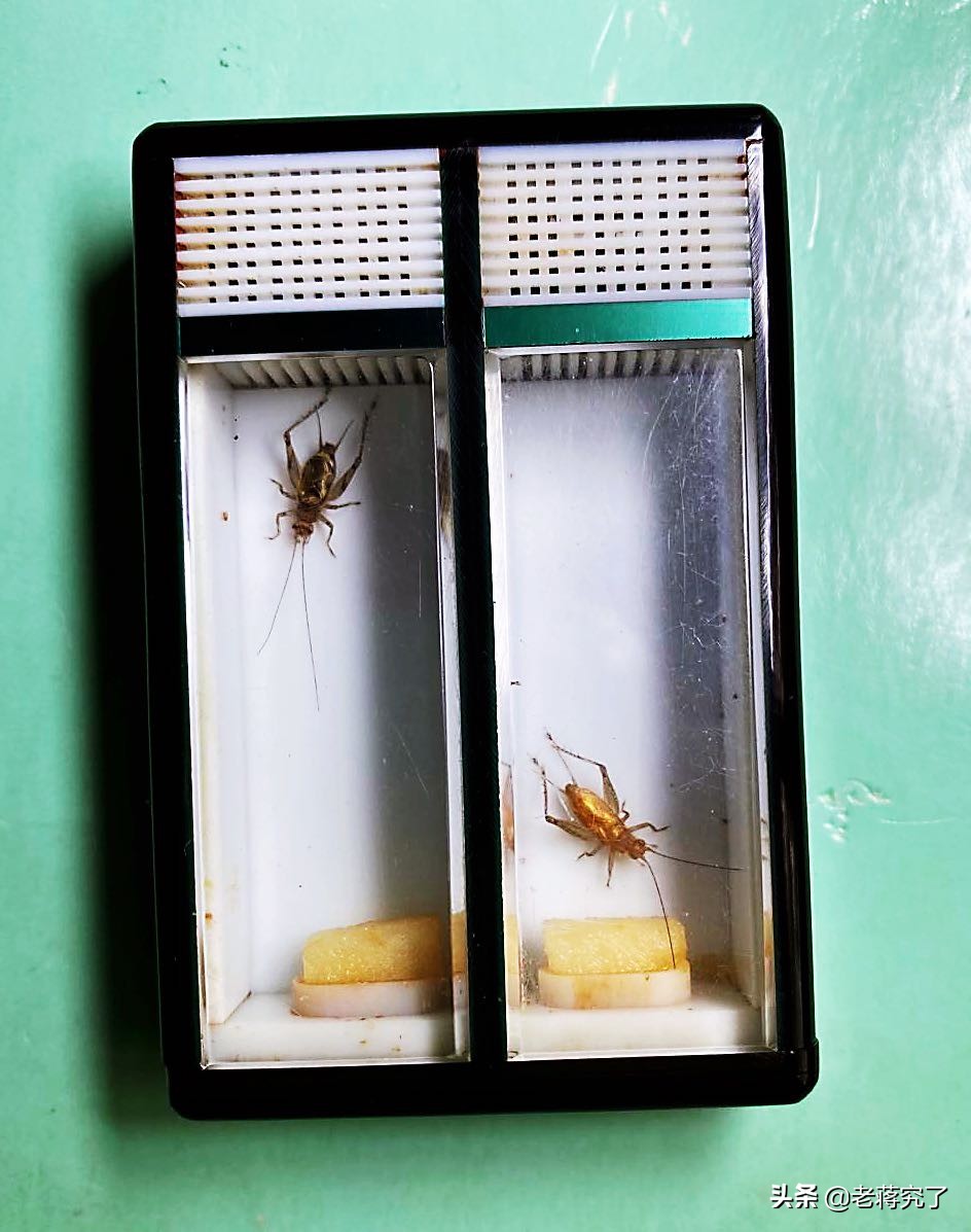 8月的黄蛉怎么养最佳专业回答