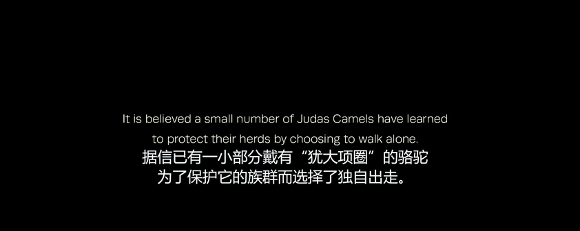 澳洲的骆驼是怎么来的？它泛滥的后果是什么？为何要开飞机围剿？