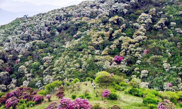普者黑花开成海，山水如画醉游人
