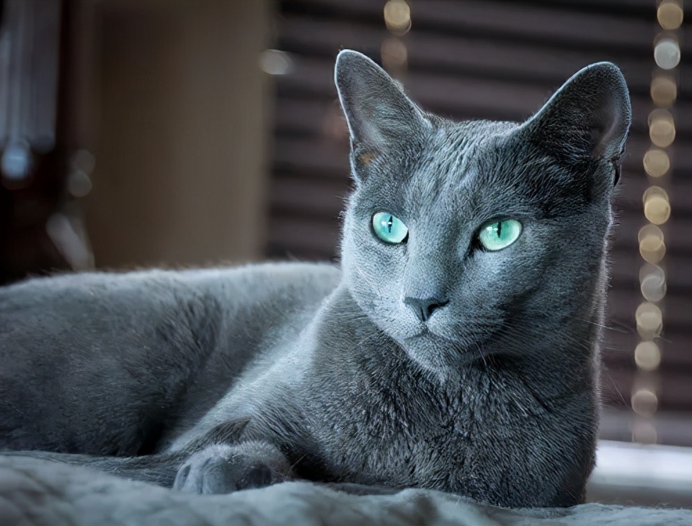 俄罗斯蓝猫挪威森林猫埃及猫伯曼猫阿比西尼亚猫新加坡猫索马里猫