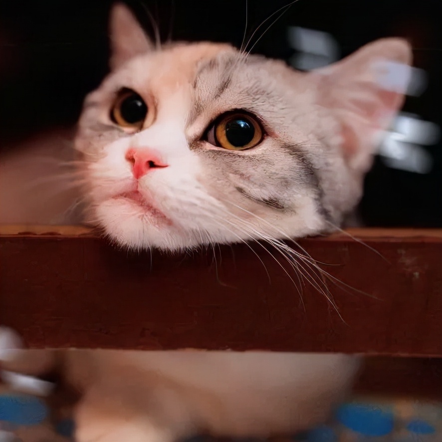 「探GAI」沈阳，那些正被猫治愈的年轻人