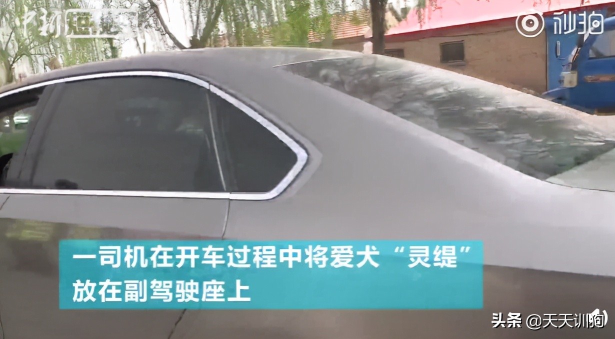 狗狗坐了副驾驶，主人就得重返驾校？