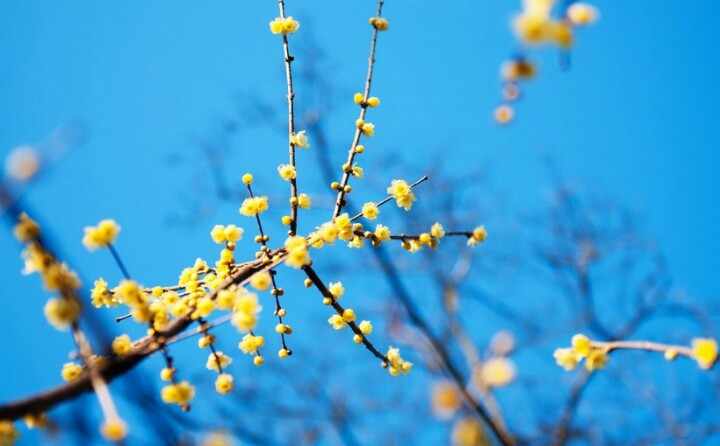 关于花草的唯美句子和照片