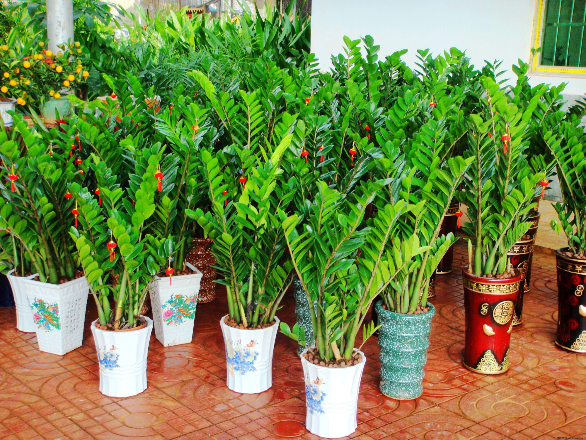 钱串子花图片大全(七种带) - 赤虎壹号