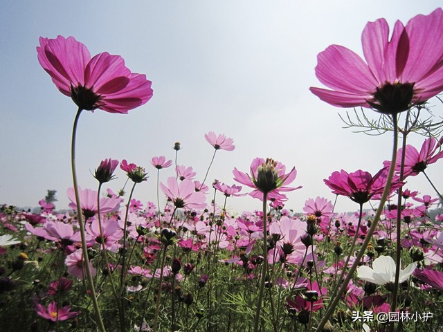 红色菊花代表什么意思（不同品种的菊花花语）