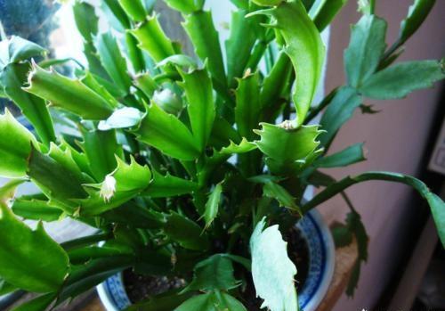 仙人掌中的“美人”,蟹爪兰和昙花,克服“弱点”,花开长长久久